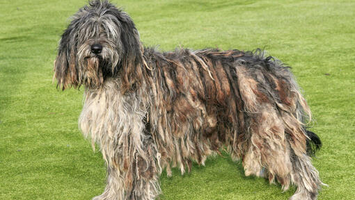 Bergamasco steht auf der Wiese