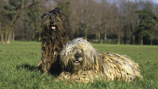 Zwei Bergamasco-Hunde auf dem Feld