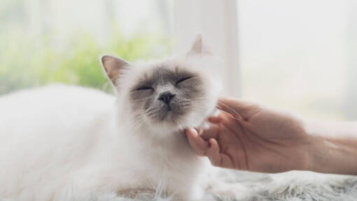 Frau streichelt Birman Katze, die auf der Fensterbank liegt