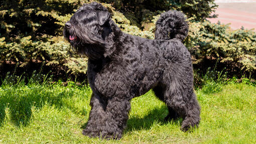 Bouvier Des Flandres steht auf dem Rasen