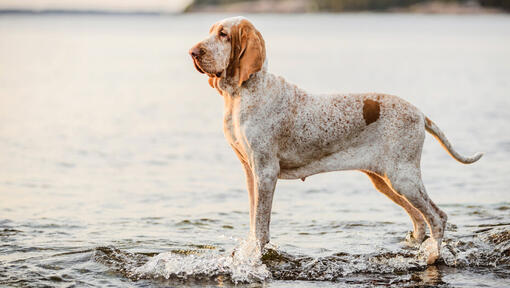 Bracco Italiano steht in der Nähe des Wassers