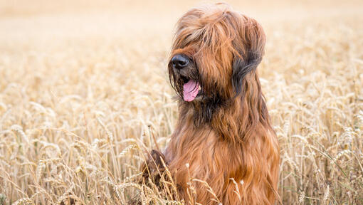 Briard sitzt auf dem Feld