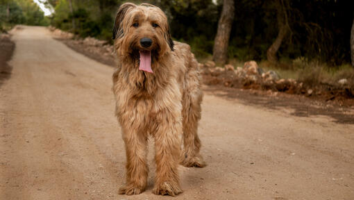 Briard steht auf der Straße