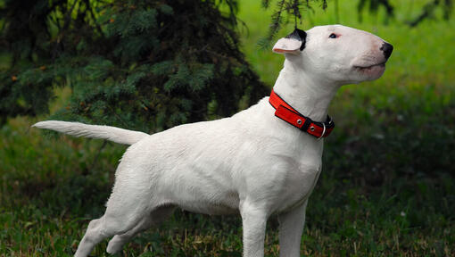 Bullterrier, der auf dem Gras steht