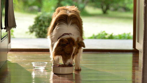 Beyond Hund Getreidefrei