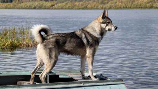 Kanadischer Eskimohund nahe dem Wasser
