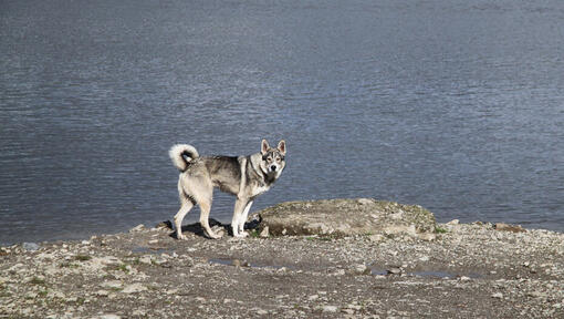 Kanadischer Eskimohund, der an der Küste steht