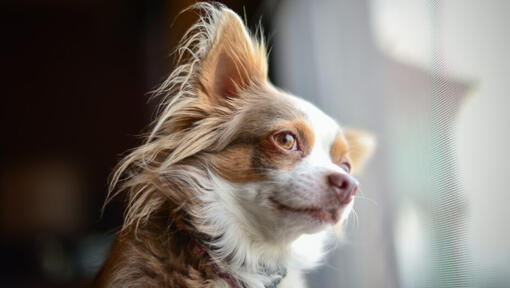 Brown Long Coated Chihuahua beobachten