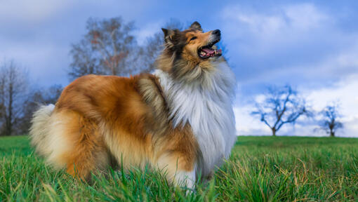 Collie schaut in den Himmel