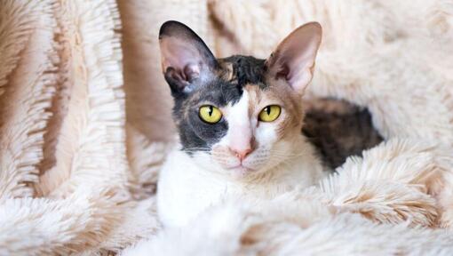 Cornish Rex Katze liegt auf einer Decke