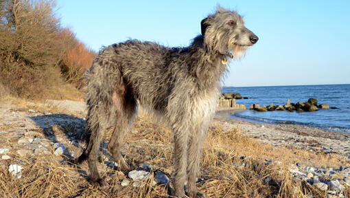Grauer Hirschhund, der am Strand steht.