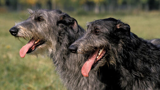 Zwei schwarzhaarige Hirschhunde lächeln.