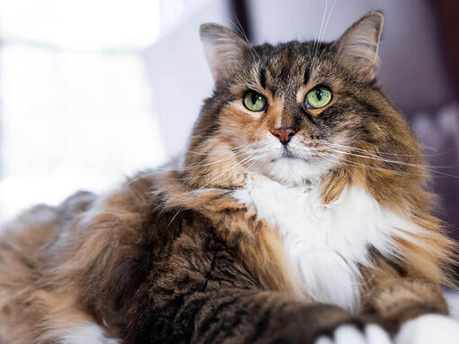 Cat laying in bed