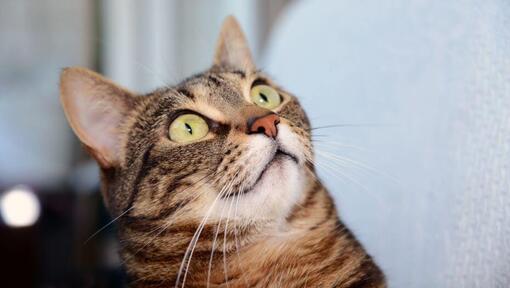 Die ägyptische Mau-Katze schaut etwas überrascht an