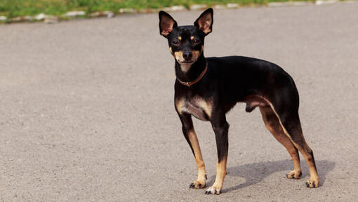 English Toy Terrier der auf der Straße steht