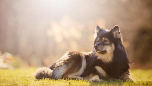Der finnische Lapphund liegt im Gras.