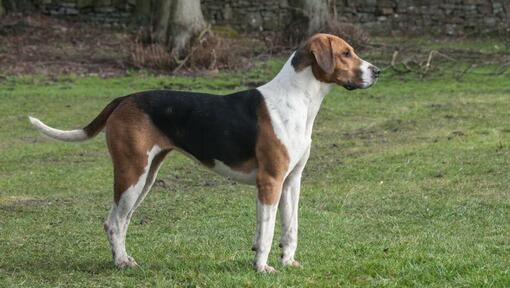 Foxhound steht im Gras.