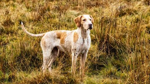 Foxhound steht auf dem Feld.