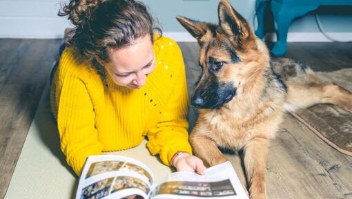 Deutscher Schäferhund: Rassebeschreibung  PURINA