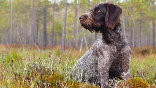 Deutscher Drahthaar Pointer im Wald