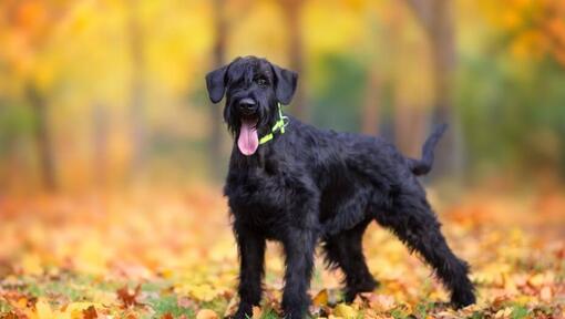 Riesenschnauzer Welpe im Herbstwald