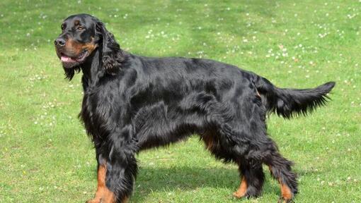 Hund, der auf dem Gras steht