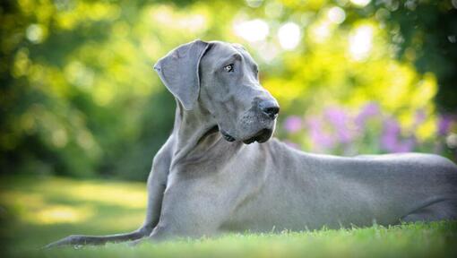 Graue Deutsche Dogge, die auf dem Gras liegt