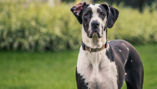 Deutsche Dogge, die auf dem Gras steht