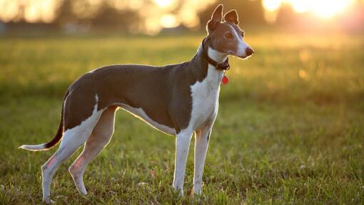 Windhund steht an einem warmen Sommerabend auf dem Feld