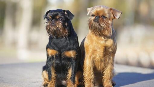 Zwei Griffon Bruxellois stehen