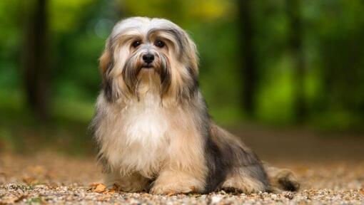 Hund, der im Park steht