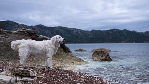 Der Ungar Kuvasz steht am Strand am See