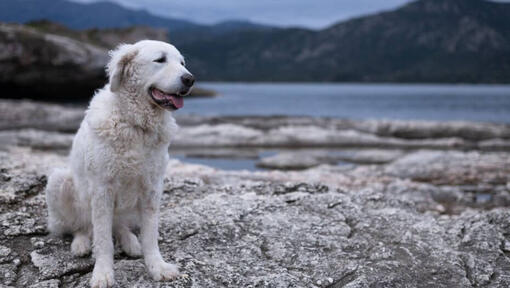 Der Ungar Kuvasz steht am Strand am See und im Wald