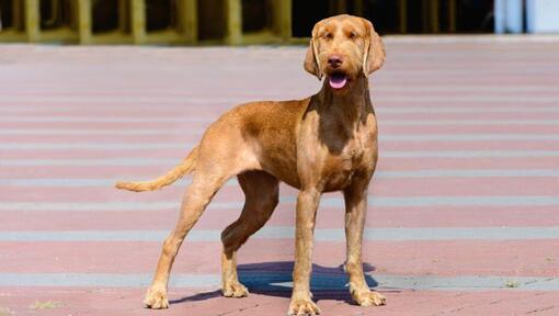 Magyar Vizsla Drahthaar geht in der Stadt spazieren