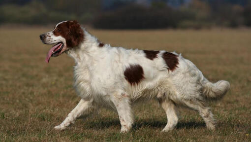 Irish Red and White Setter is running and playing in the garden