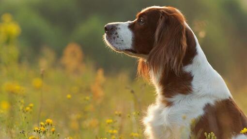 Irish Red and White Setter is standing in the field of flowers