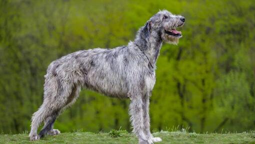 Irish Wolfhound steht in der Nähe des Waldes