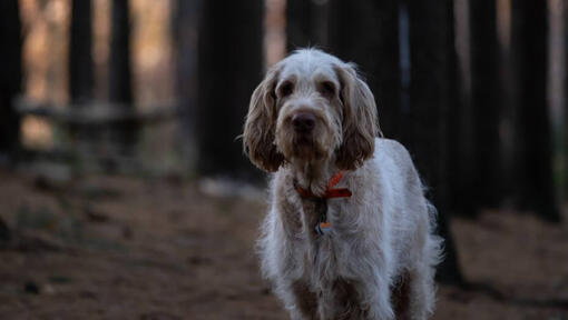 Hund, der im dunklen Wald steht