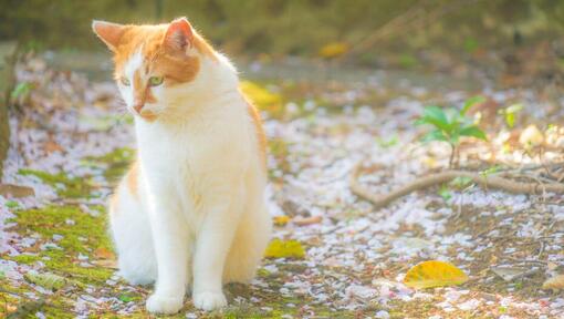 Japanische Bobtail Langhaarkatze geht im Park spazieren