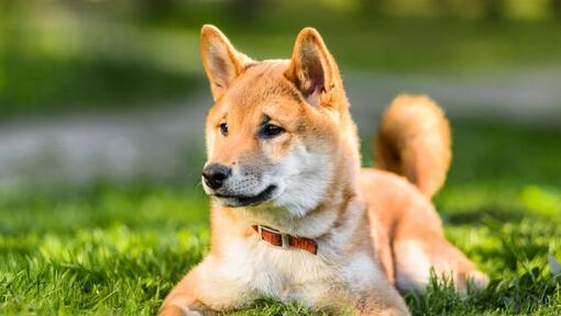 Shiba Inu liegt im Gras