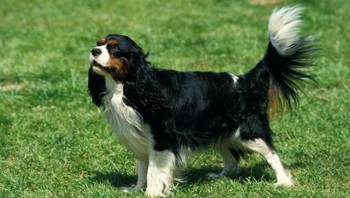 King Charles Spaniel steht im Gras und der Wind bläst ein Fell