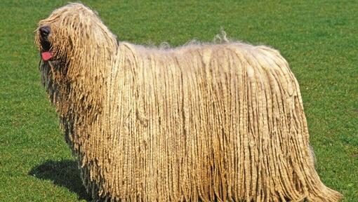 Komondor mit hochstehender Zunge