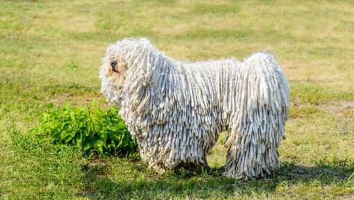 Komondor auf dem Feld