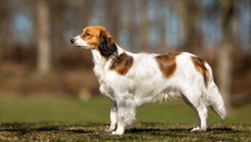 Kooikerhondje steht an einem warmen Sommertag im Garten