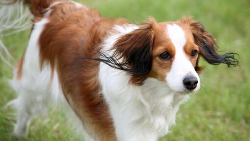 Kooikerhondje spielt auf dem Hof