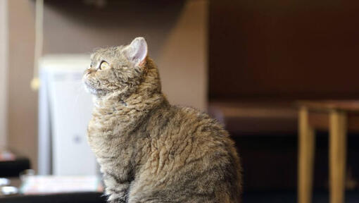 La Perms Katze beobachtet das Wetter draußen durch das Fenster