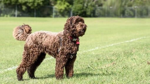 großer brauner hund, der auf rasenfeld steht