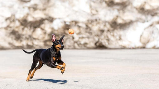 Terrier läuft auf einem Schnee