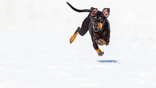 Hund läuft schnell auf einem Schnee