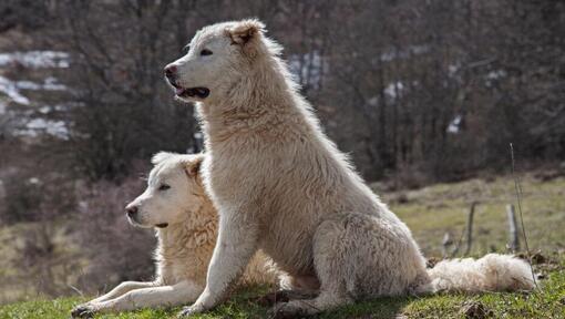 Zwei Maremma-Schäferhunde ruhen sich auf dem Rasen aus